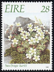 Saxifraga hartii