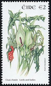 Arum maculatum