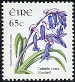 Hyacinthoides non-scripta