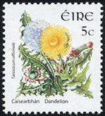 Taraxacum officinale