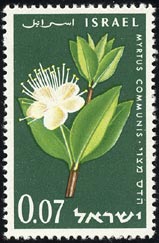 Myrtus communis