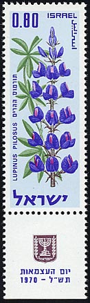 カサバルピナス Lupinus pilosus