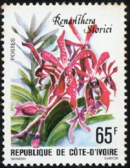 Renanthera storiei