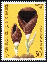 Amorphophallus sp.