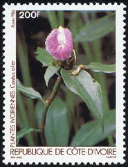 Costus afer