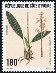Eulophidium maculatum