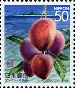 マンゴー　Mangifera indica