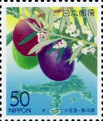 オリーブ Olea europaea