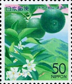 スダチ Citrus sudachi