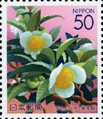 チャ Camellia sinensis