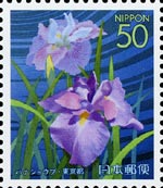 ハナショウブ　Iris ensata
