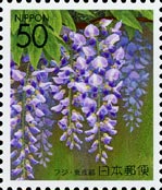 フジ　Wisteria floribunda