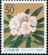 ネモトシャクナゲ　Rhododendron brachycarpum f. nemotoanum
