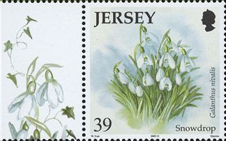 Galanthus nivalis