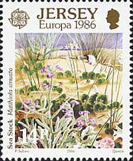 ストックの1種 Matthiola sinuata