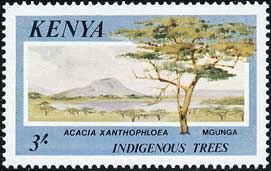 アカキア・クサントフロエア　Acacia xanthophloea