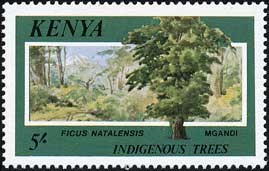 tBNXEi^VX@Ficus natalensis