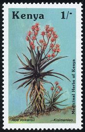 Aloe volkensii