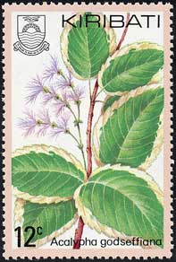 キフクリンアカリファ　Acalypha godseffiana