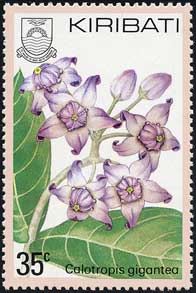 アコン Calotropis gigantea