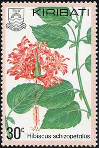フウリンブッソウゲ Hibiscus schizopetalus