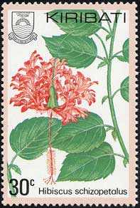 フウリンブッソウゲ　Hibiscus schizopetalus