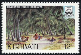 collecting fallen coconuts