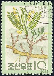 Sophora koreensis