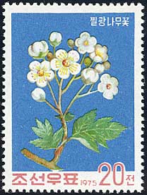 Crataegus maximowiczii