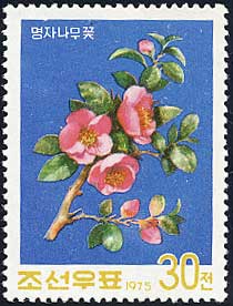 Chaenomeles trichogyne
