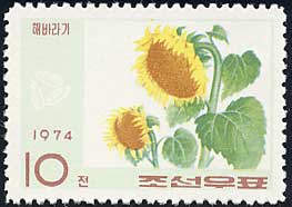 Helianthus annus