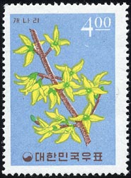 チョウセンレンギョウ Forsythia koreana