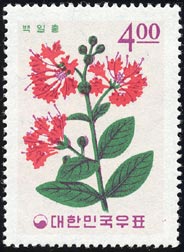 サルスベリ Lagerstroemia indica
