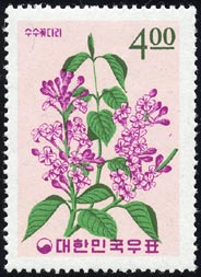 ヒロハハシドイ Syringa dilatata