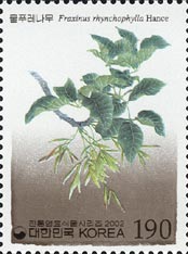 Fraxinus rhynchophylla