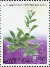 Lithospermum erythrorhizon