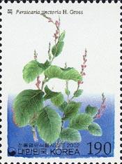 Persicaria tinctoria