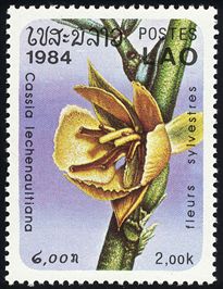 Cassia lechenaultiana