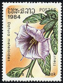 Datura meteloides