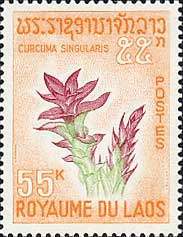 クルクマ・シングラリス Curcuma singularis