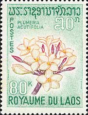 プルメリア・アクティフォリア Plumeria acutifolia