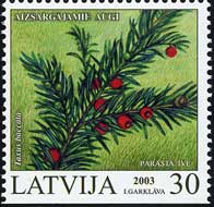 Taxus baccata