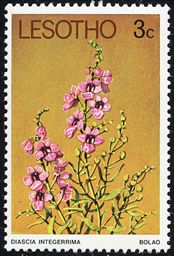 Diascia integerrima