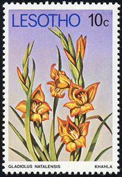 Gladiolus natalensis