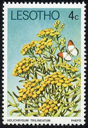 Helichrysum trilineatum