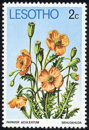 Papaver aculeatum