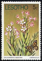 Zaluzianskia maritima