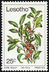 Ilex mitis