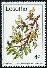 Leucosidea sericea