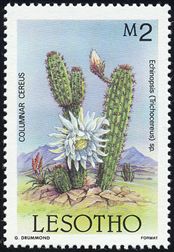 Echinopsis sp.